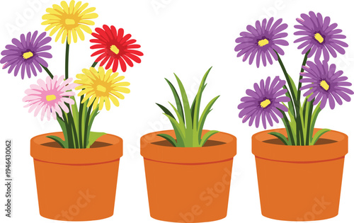 Colorful potted flowers collection vector illustration with blooming daisies and green plants in terracotta pots isolated decorative houseplants and garden floral design