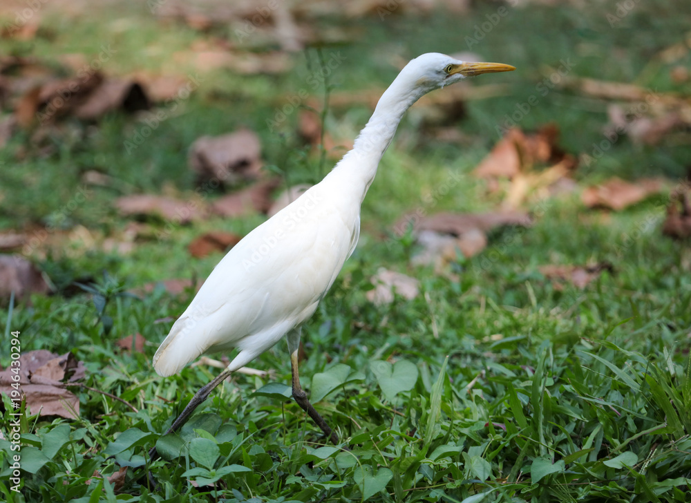 Fototapeta premium A white bird is walking on the grass