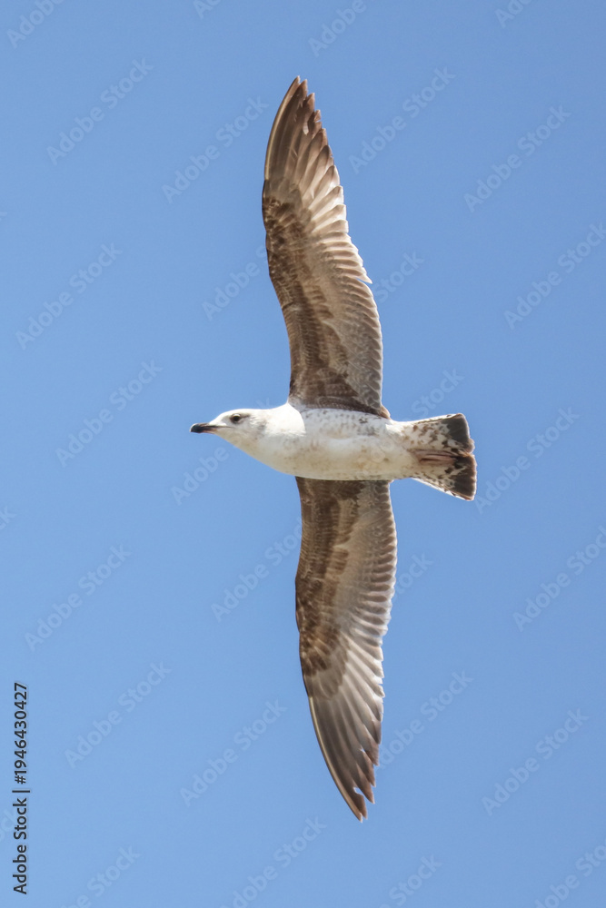 Obraz premium A seagull is flying in the sky. The bird is white and brown. The sky is blue