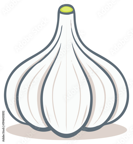 Stylized Garlic Head with Outline Vector Illustration Culinary Ingredient Herb Spice Flavoring