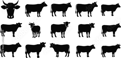 Cow silhouette collection featuring different cattle poses including standing cows and head view, farm animal livestock icons isolated black vector illustration set