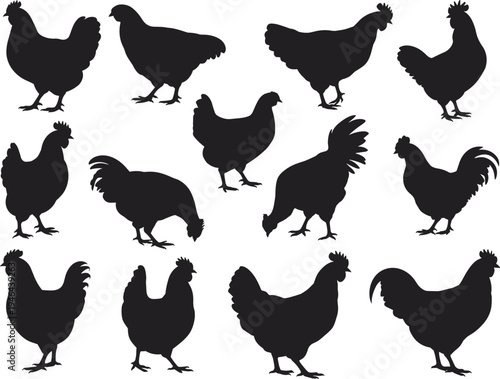 Chicken and rooster silhouettes collection, farm poultry birds set, hen rooster vector illustration isolated barnyard livestock animal shapes