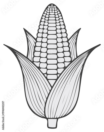 Stylized line art illustration of a ripe ear of corn with husks and kernels