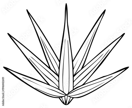 Stylized agave plant drawing, isolated vector outline for design elements, botanical illustration, desert flora graphic, natural symbol for creative projects