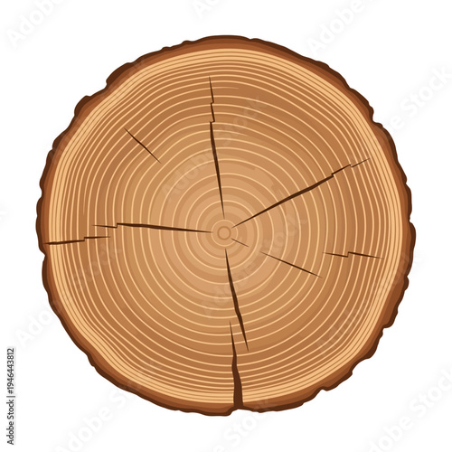 Cross-section of a tree trunk with visible growth rings.