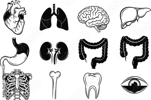 Human anatomy organs, heart lungs brain, liver stomach kidneys, rib cage femur bone, tooth eye, medical illustration, vector, flavector