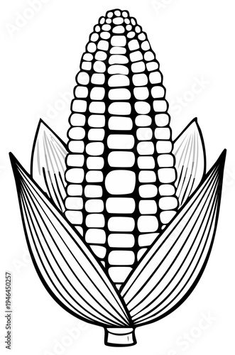Ear of Corn Black and White Graphic Illustration Maize Cob Husk Kernels
