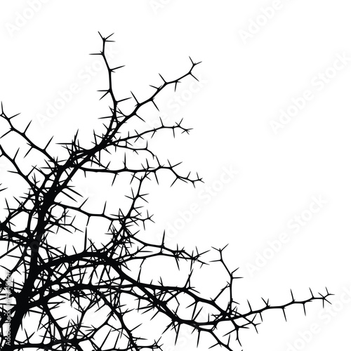 A black thorny tree branch against a white background
