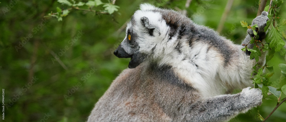 Obraz premium Ring tailed lemur climbing tree branch in natural green habitat