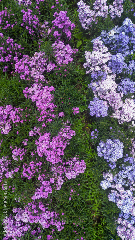 Obraz premium Aerial View of Colorful Flower Farm with Blooming Plants