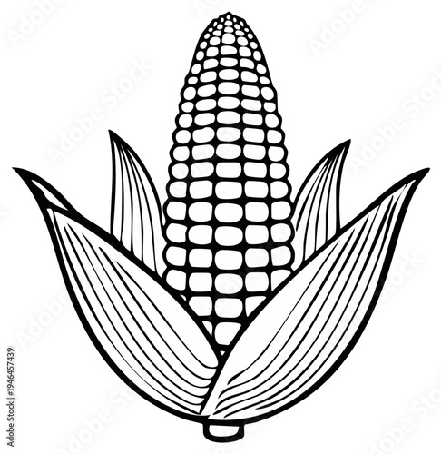 Corn on the cob vector illustration, agriculture plant with green husks, raw maize, healthy food ingredient design.