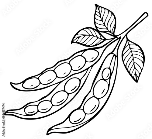 Hand-drawn Illustration of Fresh Green Bean Pods with Leaves