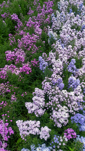 Aerial View of Colorful Flower Farm with Blooming Plants