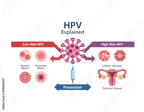 An informative vector graphic explaining HPV, including low-risk and high-risk types, prevention, and related health issues on transparent background