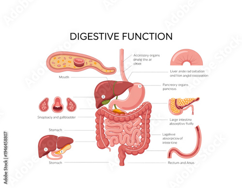 A detailed illustration of the human digestive system on transparent background