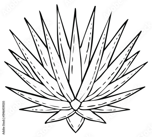 Decorative Agave Plant Outline Stylized Drawing Isolated Vector