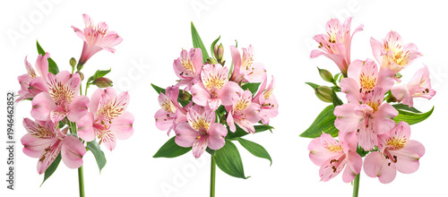 Wallpaper Mural 3 Alstroemeria flowers with long green stem on a transparent background. PNG Template. Torontodigital.ca