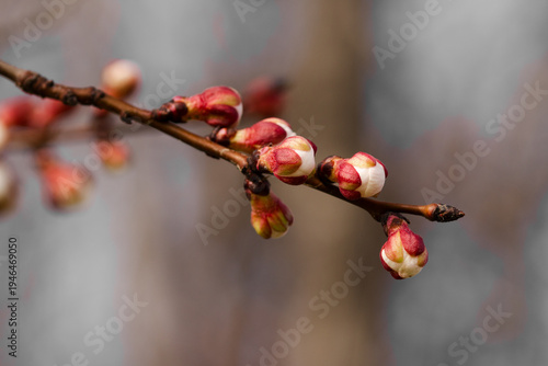  Macro shot of Prunus armeniaca flower buds with red sepals on a blurred background.  Springtime nature awakening concept .  Close-up of apricot tree buds