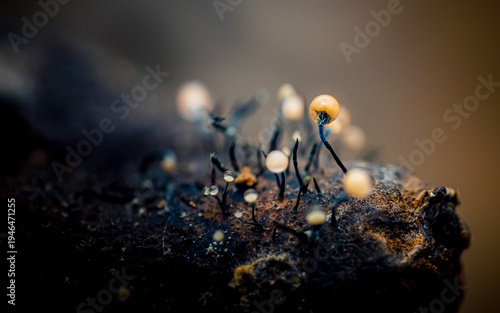 Slime mold fruiting bodies emerging from organic substrate
