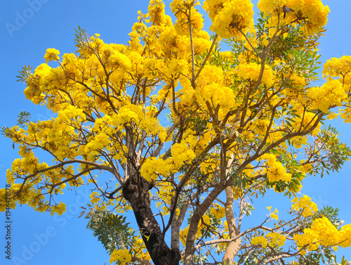 Blooming yellow Tabebuia tree with dense golden flower clusters set against a bright blue sky.