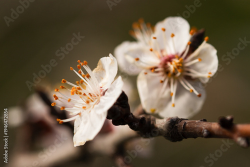  Springtime nature background with delicate white apricot blossoms in soft sunlight. Macro shot of Prunus armeniaca (apricot) inflorescence showing details of petals and pollen.