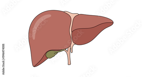 The human liver with gallbladder illustrated in a medical diagram from a side view in a healthy state