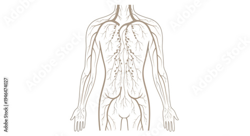 The human body displays its internal nervous system through a detailed illustration of a person's front view showing nerves and veins across the torso arms and abdomen via RJ ImageFX Auto.