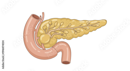 The human pancreas and stomach are illustrated in a detailed medical diagram from a side view perspective