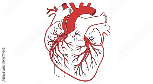 The human heart is illustrated with red arteries and veins on a white background in medical ImageFX via RJ.