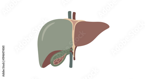 The human liver and gallbladder are shown in a detailed anatomical illustration.