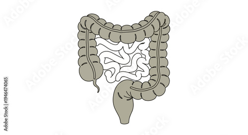 The human large intestine and small intestine are illustrated in a detailed medical diagram from an educational viewpoint.