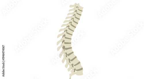 A medical illustration of a human spine shows the skeletal structure from a side view in a clinical setting with a focus on anatomy.