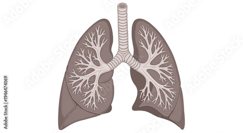 Anatomical illustration of human lungs with trachea and bronchi, viewed from front