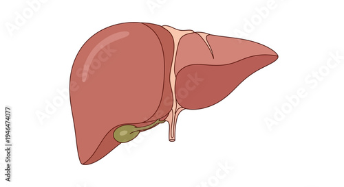 Anatomical illustration of a human liver with attached gallbladder and bile ducts in a medical context for educational purposes