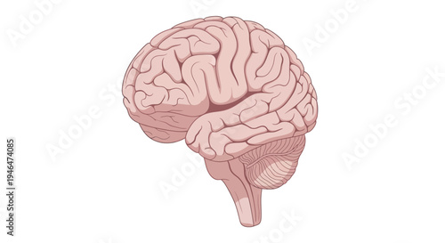 The detailed illustration of a human brain showcases its complex structure and intricate neural network via ImageFX Auto