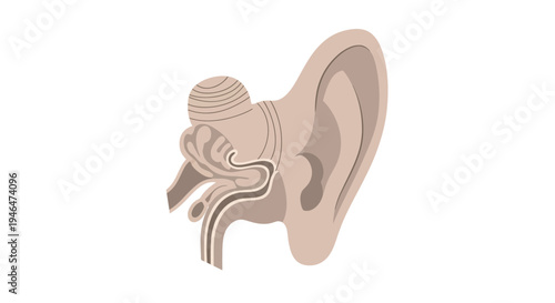 Anatomical illustration of a human ear with detailed internal structures visible