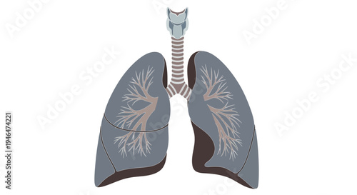 Anatomical illustration of human lungs with trachea and bronchi, showcasing internal respiratory system structures.