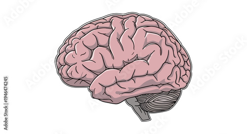 An illustration of a human brain with detailed pink and gray structures on a white background via RJ ImageFX Auto