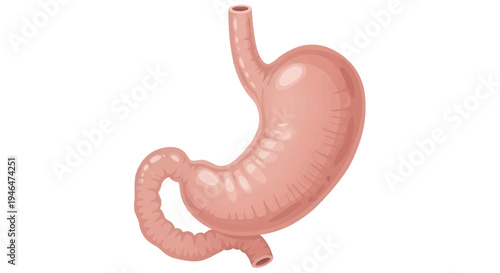 The human large intestine, also known as the colon, is depicted in a detailed illustration.