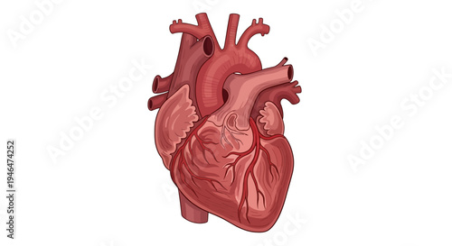 A detailed illustration of a human heart, showcasing its internal structure and vessels, in a medical context.