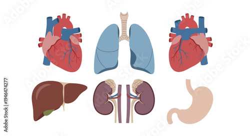 Anatomical illustration of human organs including hearts, lungs, liver, kidneys, and stomach in a medical context for educational purposes via ImageFX.