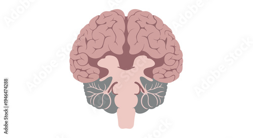 Illustration of a human brain anatomy.