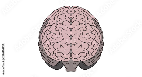 The detailed illustration of a human brain shows its complex pink and gray structure from a top viewpoint in a medical context with visible convolutions.
