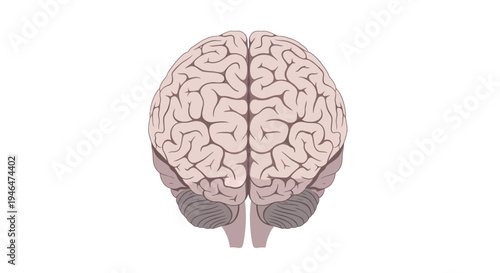 An illustration of a human brain displayed from the top perspective