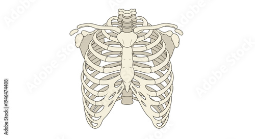 Anatomical illustration of a human ribcage and spine from a posterior viewpoint