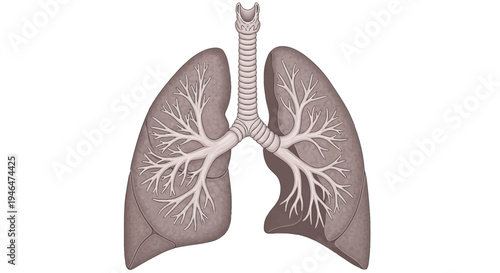 Anatomical illustration of human lungs with trachea and bronchi in a medical context
