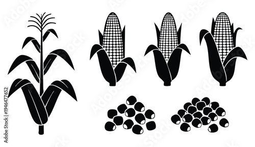 set of black silhouette corn and maize icons simple flat vector illustration