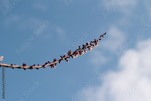 Apricot tree branch with buds and flowers against a clear blue sky background with copy space.  Spring background with flowering apricot branch under a bright blue sky with soft white clouds.
