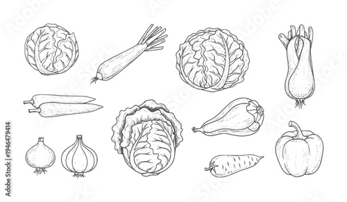 Hand drawn collection of various fresh vegetables white cabbage onion carrot pepper