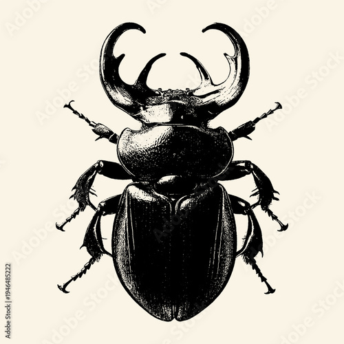 Stag Beetle Vintage Engraving Black White Illustration